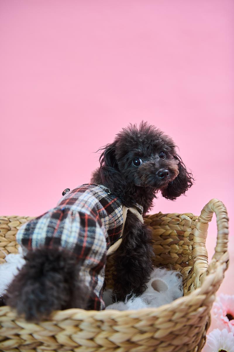 PETMODE ペット撮影